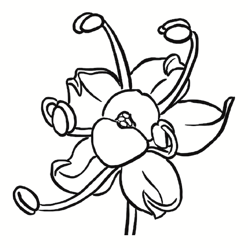 Alchemille-1