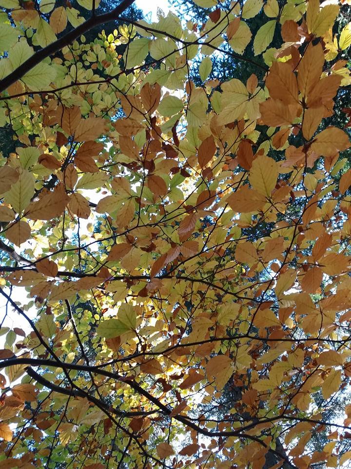 canopéeAutomne