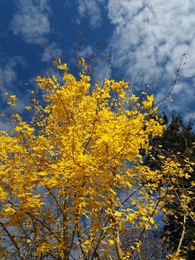 arbreJaune